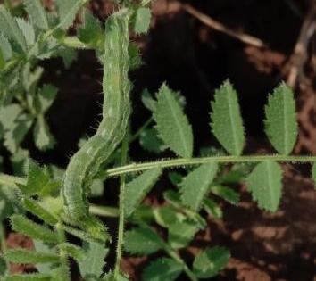 At the root of a deficit green crop | घाटेअळी हरभरा पिकाच्या मुळावर At the root of a deficit green crop | घाटेअळी हरभरा पिकाच्या मुळावर