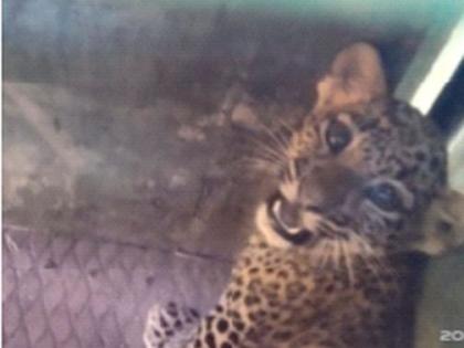 Success in rescuing a leopard calf from a well | विहिरीत पडलेल्या बिबट्याच्या बछड्याला वाचविण्यात यश