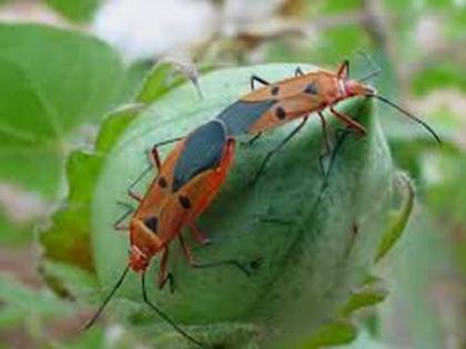 Red cotton bug infestation at the bottom | तळोद्यात ‘रेड कॉटन बग’चा प्रादुर्भाव