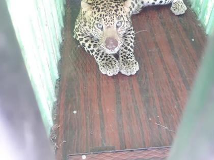  Leopard confiscated at Tamaswadi | तामसवाडी येथे बिबट्या जेरबंद