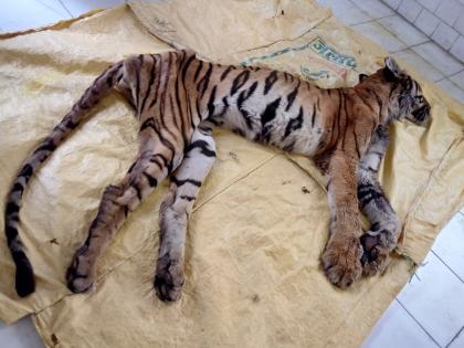 The magnificence of MaharajBagh of Nagpur has gone: Death of 'Jai' tigress | नागपूरच्या महाराजबागेची शान गेली : ‘जाई’ वाघिणीचा मृत्यू