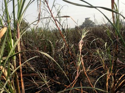 Half an inch of sugarcane, | परभणी : दीड एकरातील ऊस जळून खाक