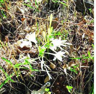 'White Water' on the hill slope | डोंगर उतारावर ‘श्वेतकरणा’ 'White Water' on the hill slope | डोंगर उतारावर ‘श्वेतकरणा’