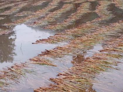 Damage to agriculture due to untimely rains in Surgana taluka | सुरगाणा तालुक्यात अवकाळी पावसाने शेतीचे नुकसान