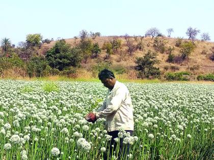 The onion of seed production emerged from planning | नियोजनातून बहरला बीजोत्पादनाचा कांदा