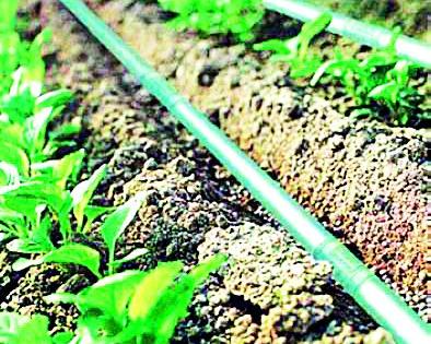 Two million newspapers of drip irrigation | ठिबक सिंचनाचे दोन कोटी अखर्चित