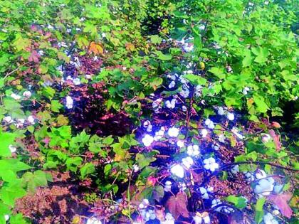 In the cotton field of farmers | शेतकºयांचा कापूस शेतातच