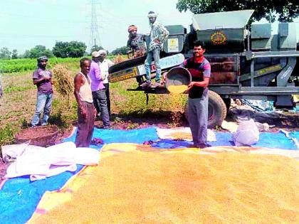 This year the soybean acre is 5 quintals | यंदा सोयाबीन एकरी ५ क्विंटलच