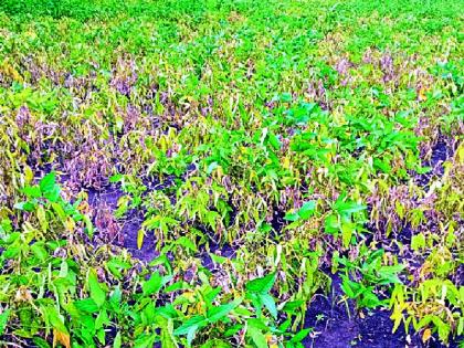 Soybeans turn yellow due to lack of oxygen in the soil | जमिनीतील ऑक्सिजनच्या कमतरतेमुळे सोयाबीन पिवळे