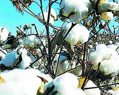 The market committee discovered the purchase of cotton | बाजार समितीने शोधला कापूस खरेदीचा मुहूर्त