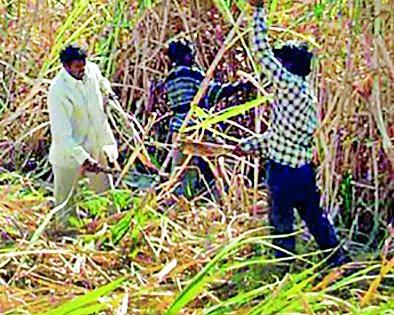 Migration of sugarcane laborers | ऊसतोड मजुरांचे स्थलांतर