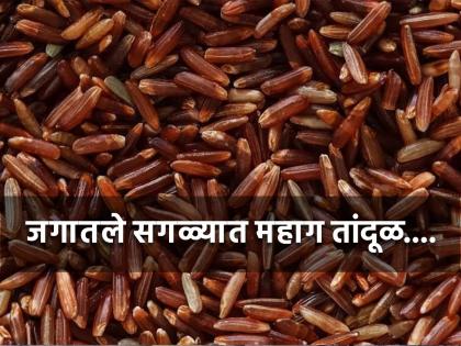 World's most expensive rice if eaten by old people they remain young the price is so high | जगातले सगळ्यात महाग तांदूळ, किंमत वाचूनच व्हाल अवाक्....