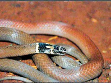 Extremely rare black snake found in Wardha district | वर्धा जिल्ह्यात आढळला अतिदुर्मिळ काळडोक्या साप