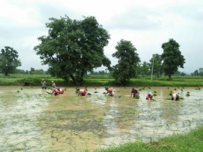 Kharif sowing on 2 lakh 20 thousand hectares in Gondia district this year | गोंदिया जिल्ह्यात यंदा २ लाख २० हजार हेक्टरवर खरिपाची लागवड 