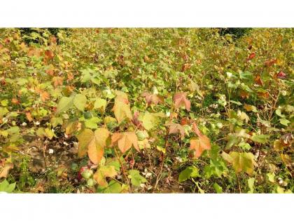 Cotton belt in Varhad was destroyed due to Lalya Disease, loss of 7 lakh hectares | वऱ्हाडातील कापूस बेल्ट 'लाल्या'ने होरपळला; सात लाख हेक्टरचे नुकसान