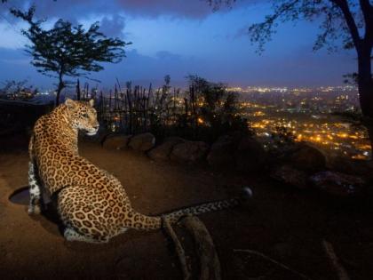 A leopard roaming in Nagpur reached the old High Court premises | नागपुरात फिरणारा बिबट्या पोहोचला जुन्या हायकोर्ट परिसरात