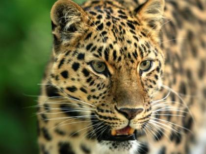 Leopard's body was found in Nagbhid forest area | नागभीड वनपरिक्षेत्रात बिबट्याचा मृतदेह आढळला