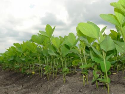 Why the responsibility for seed germination rests with the agricultural sellers? Why not on companies | बियाण्यांच्या उगवणक्षमतेची सर्वस्वी जबाबदारी कृषी विक्रेत्यांवर का? कंपन्यांवर का नाही