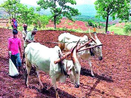  Massive cultivation of grass crop in a single house | एकलहरेत घास पिकाची मोठ्या प्रमाणात लागवड