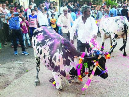  The procession of the Sarja-king is sounded | सर्जा-राजाची वाजत गाजत मिरवणूक