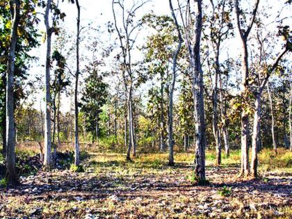  Forest in the moonlight on moonlight | चांदण्या रात्री जंगलात प्राणिगणना