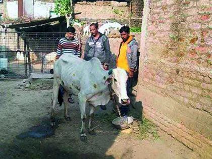 Treatment of animals by private individuals, compensation of Rs | जनावरांवर खासगी व्यक्तींकडून उपचार, पशुपालकांना दीडशे रुपयांचा भुर्दंड