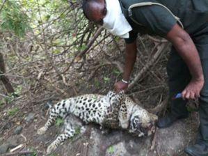 In the Amravati forest area, a leopard was found dead | अमरावती वनक्षेत्रात बिबट मृतावस्थेत आढळला In the Amravati forest area, a leopard was found dead | अमरावती वनक्षेत्रात बिबट मृतावस्थेत आढळला