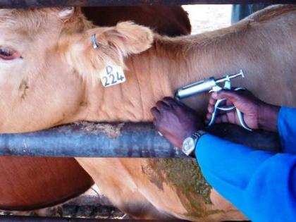 30% animals vaccinated in Akola district! | अकोला जिल्ह्यातील ३० टक्के जनावरांना घटसर्प आणि फऱ्या प्रतिबंधक लस