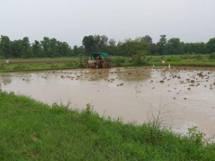 Rain in Vidarbha; Life disrupted, crops regenerated | विदर्भात संततधार; जनजीवन विस्कळित, पिकांना संजीवनी