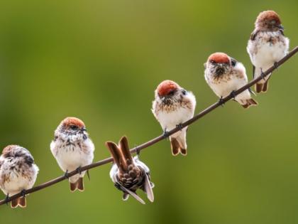 Bird sanctuary at Deulgaon Vailsa in Yavatmal district | यवतमाळ जिल्ह्यातील देऊळगाव वळसा येथे होणार पक्षी उद्यान