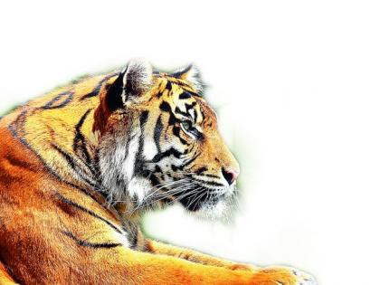 With tigers the forest areas of the state also increased | राज्यातले वनक्षेत्र अन वाघही वाढले