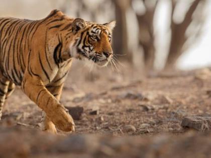 Tiger of Amravati district entered the forest of Madhya Pradesh | अमरावती जिल्ह्यातले वाघोबा मध्यप्रदेशच्या जंगलात शिरले