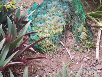 Peacock dies after hitting a tree at Shivaji University | शिवाजी विद्यापीठात झाडाला धडकून मोराचा मृत्यू