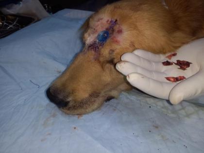 The skull of a dog injured in an accident was surgically attached, a first of its kind experiment in Kolhapur | अपघातातील जखमी कुत्र्याची कवटी शस्त्रक्रियेने जोडली, कोल्हापुरात पहिलाच प्रयोग 