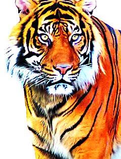 Repeated tiger appearance | पुन्हा वाघाचे दर्शन, कालवड फस्त