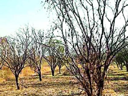 Watering is the only work! | पाणी भरणे हेच एकमेव काम!