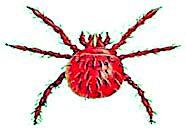 'Scrub typhus' fatal! | ‘स्क्रब टायफस’ जीवघेणा ! 'Scrub typhus' fatal! | ‘स्क्रब टायफस’ जीवघेणा !