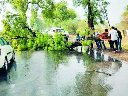 The rain fell, the trees were uprooted | पाऊस कोसळला, झाडे उन्मळून पडली The rain fell, the trees were uprooted | पाऊस कोसळला, झाडे उन्मळून पडली