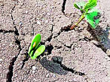 waiting for rain | कोवळ्या पिकांनी टाकल्या माना waiting for rain | कोवळ्या पिकांनी टाकल्या माना