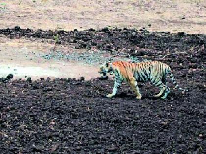 Terror of tiger in Melghat | मेळघाटात वाघीणची दहशत