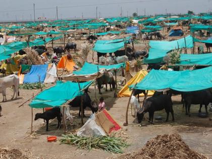 Fodder scam; Asked for information of the organizations | चारा छावणीत घोटाळा; संस्थांची माहिती मागवली