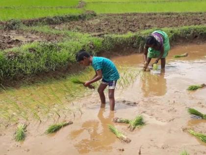 Emergency crop planning plan for kharif season fixed | खरीप हंगामात आपत्कालीन पीक नियोजन आराखडा निश्चित