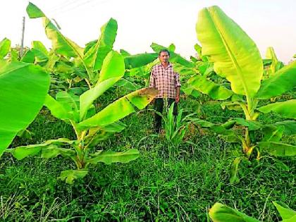 Income of Rs. 7 lakhs from banana orchard in paddy field | धान पट्ट्यात केळीच्या बागेतून सात लाखांचे उत्पन्न