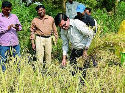 Collector collects paddy fields | जिल्हाधिकाऱ्यांनी केली धान कापणी Collector collects paddy fields | जिल्हाधिकाऱ्यांनी केली धान कापणी