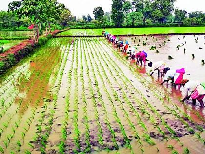 Heavy rains speed up paddy transplanting | दमदार पावसाने धान रोवणीला वेग