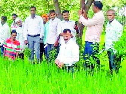 Outbreak of paddy on paddy crop | धान पिकावर तुडतुड्याचा प्रादुर्भाव Outbreak of paddy on paddy crop | धान पिकावर तुडतुड्याचा प्रादुर्भाव
