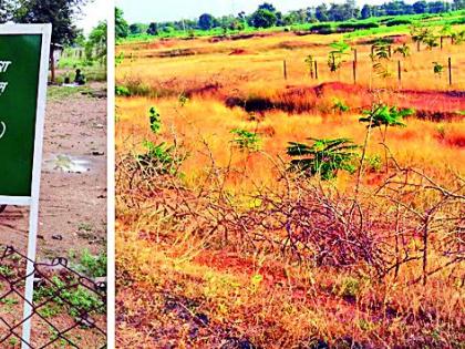 Irregularities in the work of social forestry department | सामाजिक वनीकरण विभागाच्या कामात अनियमितता