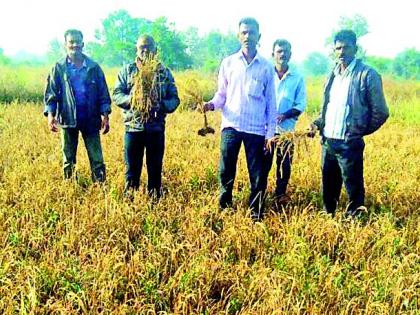 The demand for panchamamana of the rice paddy in Lohara area | लोहारा परिसरातील धानपिकाचे पंचनामे करण्याची मागणी