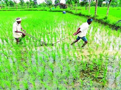 Direct guidance for farmers, scientists and farmers | कृषी अधिकाऱ्यांचे, शास्त्रज्ञांचे शेतकऱ्यांना थेट मार्गदर्शन