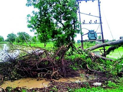 Electrically damaged tree | विद्युत रोहित्रावर कोसळले झाड